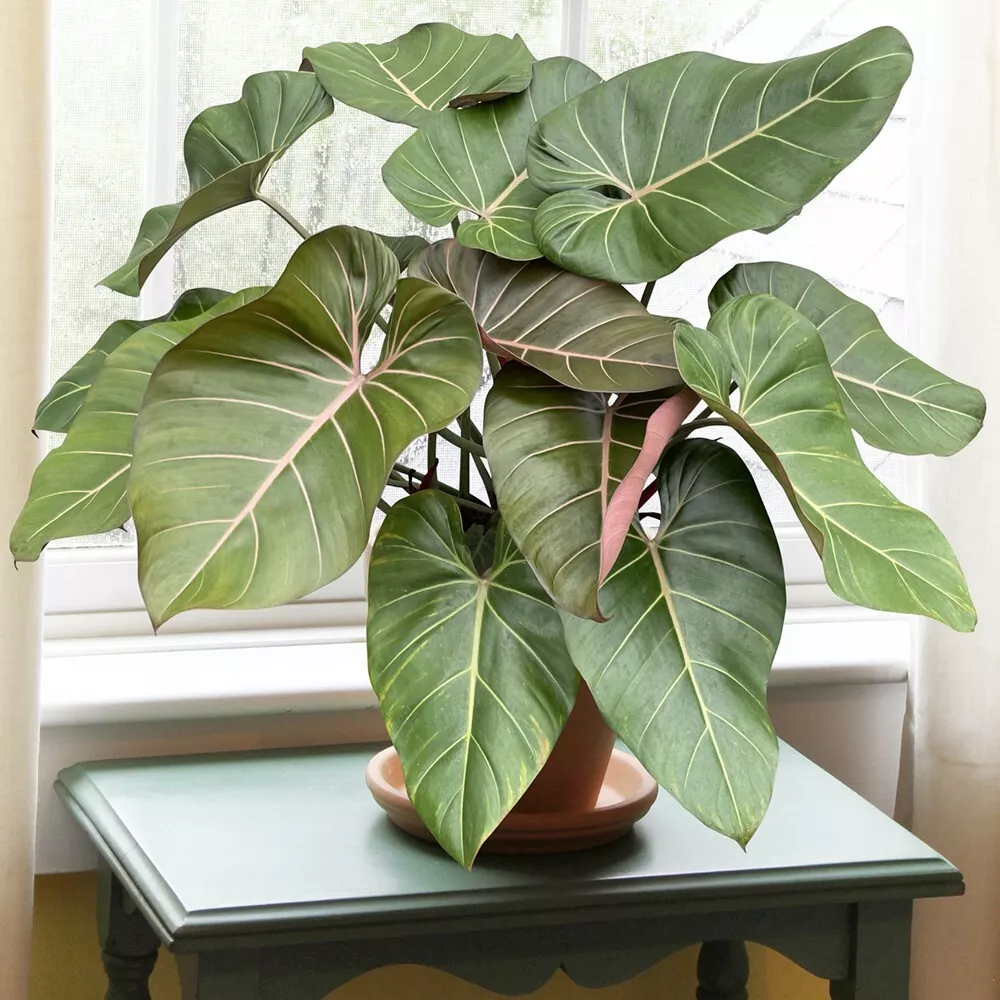 TISSS 15 Seeds Philodendron Summer Glory House Plant Garden Flowers USA Seller - $10.51