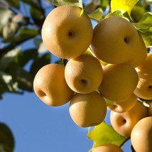Rare Chinese Honey Pear Tree Seeds (5) - Heirloom Fruit Cultivation, Perfect for - £5.99 GBP
