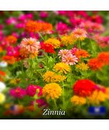 Fresh!! Zinnia Healthy Growth Seeds Non-Gmo - €4,98 EUR