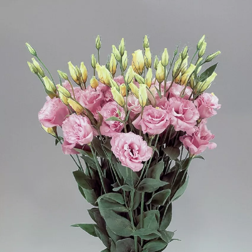 MPB#4 Lisianthus Seeds Super Magic Rose 50 Pelleted Seeds Flower Seeds - $17.16