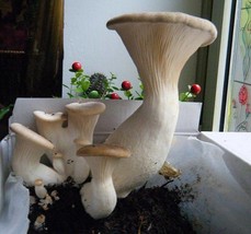 30x Organic Mushroom Plugs Mycelium KING OYSTER Mushroom Growing Fungi Culture - £10.13 GBP