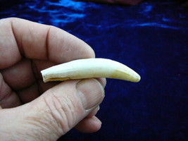 (g373-6) Genuine 2-3/8&quot; GATOR Alligator Aligator Tooth TEETH for jewelry loose - $43.00