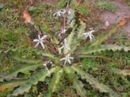 Ice Plant Succulent Dorotheanthus Bellidiformis 50 Seeds Garden USA SELLER - £5.60 GBP