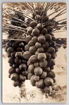 RPPC Honolulu HI Hawaii Papaya Tree And Fruit Real Photo c1920s Postcard T23 - £4.75 GBP