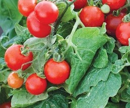 Tomato Tiny Tim Determinate Open Pollinated Heirloom 30 Seeds - £1.53 GBP