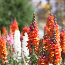 Mixed Antirrhinum Snapdragon Jardin Fragrant Dwarf Flower 100 PCS Seeds - $11.41