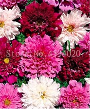 Double Cosmos Perennial Flower Seeds Mixed Fresh Garden - £6.46 GBP