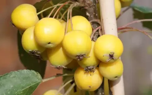 25 Golden Hornet Crabapple Seeds for Garden Planting - $5.48