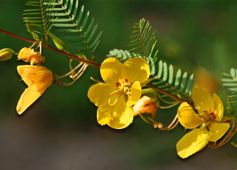 254 Seeds Partridge Pea Sleeping Sensitive Plant Fresh USA Shipping - $72.26 MXN