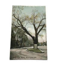 Washington Elm Color Postcard Cambridge MA Massachusetts Unposted Undivi... - $288.59 MXN