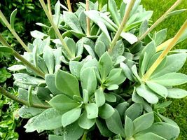 (5) 6&quot; Live Plant Cuttings Succulent ~ Calandrinia Spectabilis ~ Rock Purslane - £19.24 GBP
