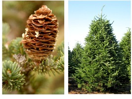 100 Seeds Balsam Fir Abies balsamea Tree Seeds Fragrant Hardy Evergreen, Bonsai - £18.33 GBP