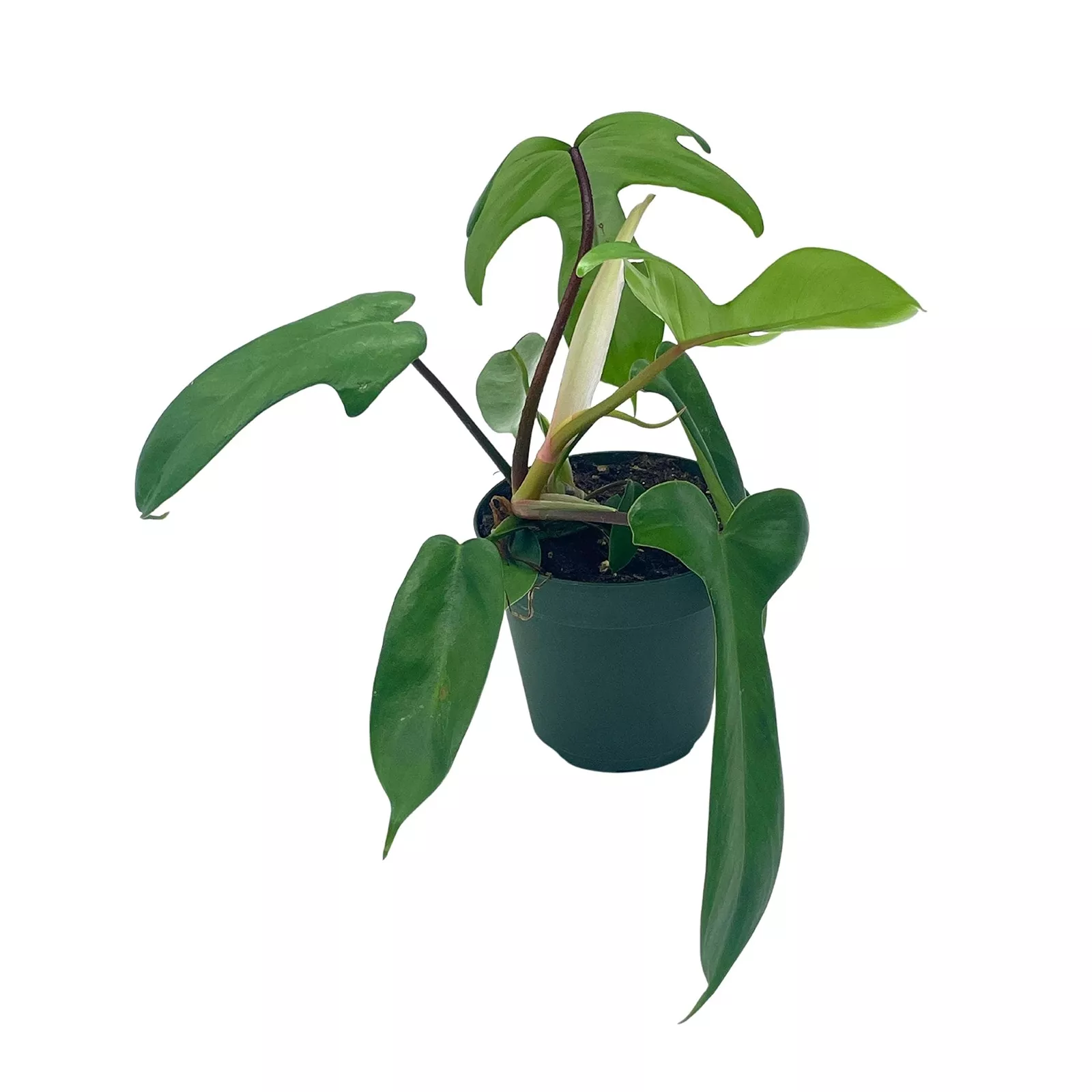 Philo Florida Green 4 in Philodendron Pedatum - £38.10 GBP