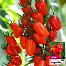 Easy-to-Grow Elegance: 5 Bags (200 Seeds / Bag) of Red Saint Cherry Toma... - $12.99