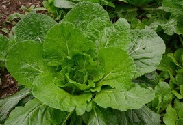 Florida Broadleaf Mustard Seeds 1000 Fresh Garden Fast Shipping - $3.98