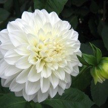 Dahlia Variabilis Dwarf Double Opera Mix Seed Garden Fast Shipping - $7.97