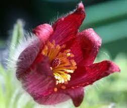 20 Red Pulsatilla Pasque Seeds Flower - £14.44 GBP