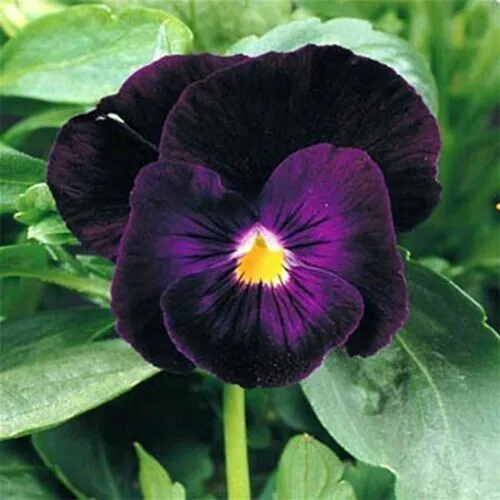 Fresh New 30+ Pansy Deep Purple Flower Seeds Perennial Garden - £8.77 GBP
