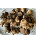 50 Seeds Organic Jerusalem Artichoke Roots Healthy Foods Selling As Seed... - £5.29 GBP