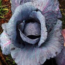 Cabbage Seed, Red Acre, Heirloom, Organic 25+, Non Gmo, Seeds, Colorful Tasty - $4.00