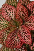 4&quot; Pot Plant Red Veined Nerve Fittonia Easy Live HousePlant Houseplant Indoor - £34.45 GBP