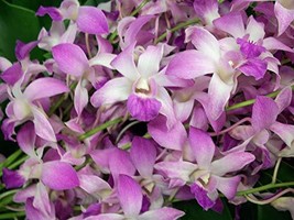 3 HAWAIIAN DENDROBIUM ORCHID PLANTS ~ GROW HAWAII - £89.67 GBP