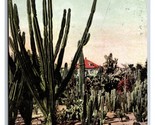 Variety of Cactus Riverside California CA UNP Unused DB Postcard M17 - $2.92