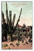 Variety of Cactus Riverside California CA UNP Unused DB Postcard M17 - $2.92