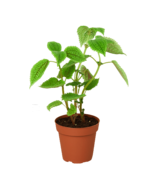 Pilea Moon Valley Plant, 4&quot; Pot, Low Maintenance, Air Purifying - $45.55 CAD