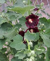 ArfanJaya Hollyhock Dark Red Flower Seeds - $8.22
