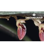 TRICHOSALPINX CILIARIS SMALL ORCHID MOUNTED - $28.05