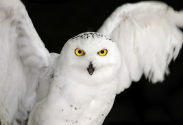 FRAMED CANVAS ART PRINT photograph snowy white owl bird posing - $39.59+