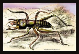Insect: Anostostoma Australasiae by James Duncan - Art Print - £17.42 GBP+