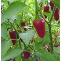 New Delhi Long Hot Peppers Seeds Gardening Easy Grow Usa Shipping - $5.60