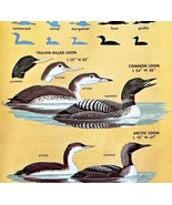 Loons Birds 3 Different Varieties And Types 1966 Color Art Print Nature ... - $19.99