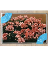 x4 Laminated Cotswold Rural Crafts California Style Pelargonium Placemats - £50.55 GBP