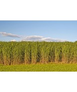 VT 1 Lb Switchgrass Seeds Native Tall Grass Prairie Ornamental Perennial... - $1,333.71 MXN