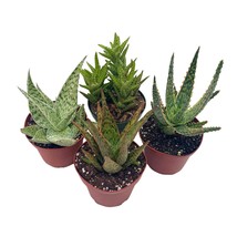 Aloe Assortment, Aloe Vera Variety Set of 4 in 4 inch pots, Barbados Cape Plant  - £25.58 GBP