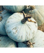 SML 100 Arrowwood Bush Seeds For Planting Blooming Hedge Row Bush Bulk S... - $346.63 MXN