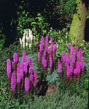 GIB Blazing Star Gayfeather 100 Seeds - £7.07 GBP