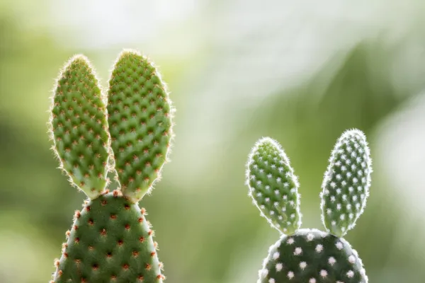 Fresh White Bunny Ears Cactus Seeds 30 Seeds Opuntia Microdasys Var. Albaspina E - £14.68 GBP