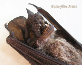 Taxidermy Resting Vampire Bat Otomops Formosus Framed Museum Quality Display - £63.20 GBP