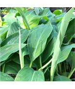 Best Dwarf Namwa Banana (Pisang Awak) / Musa / Live Plant - $34.99