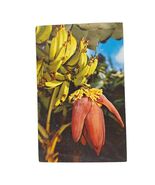 Postcard A Banana Blossom Florida Chrome Posted - $4.84