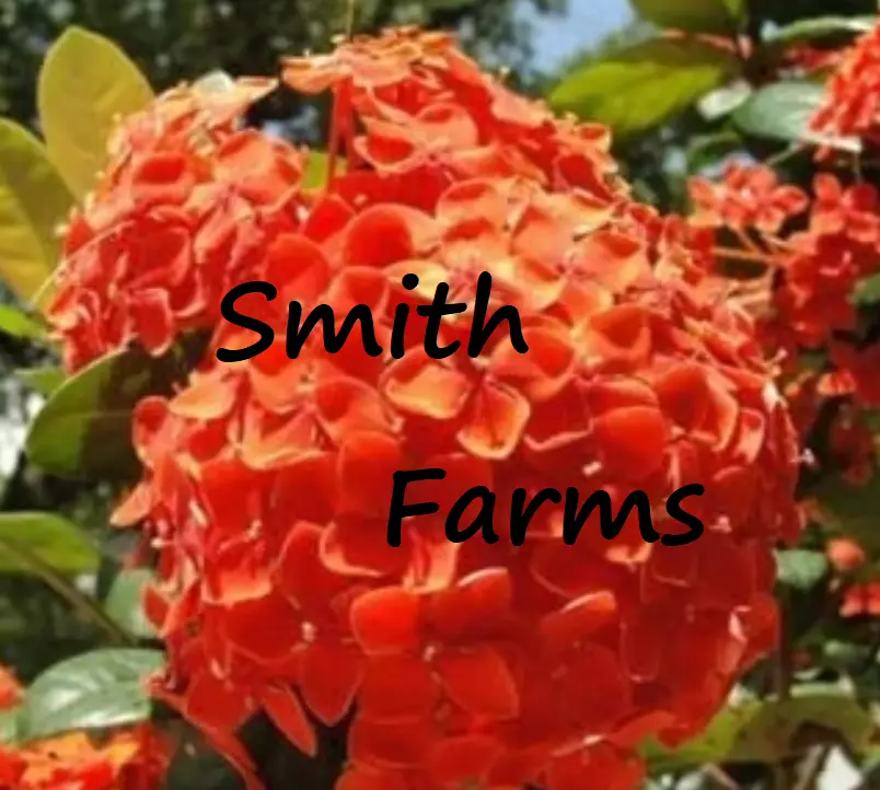 Orange Hydrangeas Flower 25 Seeds - $10.50