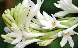 Rajnigantha / Indian lily/ Polianthes Tuberosa Plant white single layer - $24.75