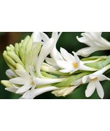 Rajnigantha / Indian lily/ Polianthes Tuberosa Plant white single layer - $24.75