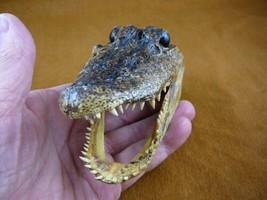 G-Def-279) 4-1/8&quot; Deformed Gator Alligator Head Jaw Teeth Taxidermy Weird Gators - £30.63 GBP