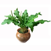 Best Anthurium plowmanii Houseplant / Anthurium / Live Plant - $24.99