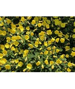 SEEDS - Evening Primrose, Stunning Golden Blooms, Native Wildflower, Oen... - €3,48 EUR+